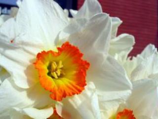 8-martie,onu,organizatia-natiunilor-unite,ziua-internationala-a-femeii,