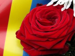 ana-cristiuc,limba-noastra,limba-romana,