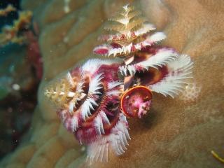 australia,parc-maritim,marea-coralilor,