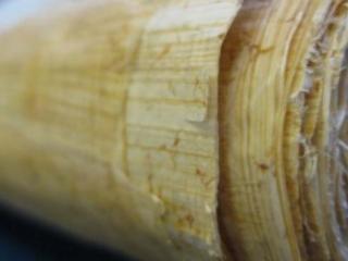 europa,mangalia,muzeul-de-arhiologie-callatis,papirus,romania,